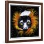 Red Ruffed Lemur-null-Framed Art Print