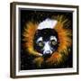 Red Ruffed Lemur-null-Framed Premium Giclee Print