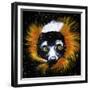 Red Ruffed Lemur-null-Framed Premium Giclee Print