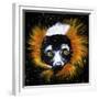 Red Ruffed Lemur-null-Framed Premium Giclee Print