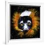 Red Ruffed Lemur-null-Framed Art Print