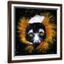 Red Ruffed Lemur-null-Framed Art Print