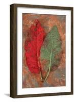 Red Rumex-Den Reader-Framed Photographic Print