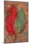 Red Rumex-Den Reader-Mounted Photographic Print