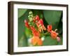 Red Runner Bean Flowers-Foodcollection-Framed Photographic Print