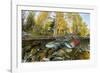 Red Salmon digging riverbed to lay eggs, Canada-Franco Banfi-Framed Photographic Print