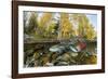 Red Salmon digging riverbed to lay eggs, Canada-Franco Banfi-Framed Photographic Print