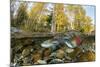Red Salmon digging riverbed to lay eggs, Canada-Franco Banfi-Mounted Photographic Print