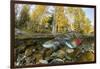 Red Salmon digging riverbed to lay eggs, Canada-Franco Banfi-Framed Photographic Print