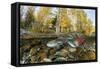 Red Salmon digging riverbed to lay eggs, Canada-Franco Banfi-Framed Stretched Canvas