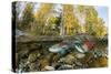 Red Salmon digging riverbed to lay eggs, Canada-Franco Banfi-Stretched Canvas