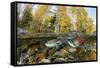 Red Salmon digging riverbed to lay eggs, Canada-Franco Banfi-Framed Stretched Canvas