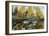 Red Salmon digging riverbed to lay eggs, Canada-Franco Banfi-Framed Photographic Print