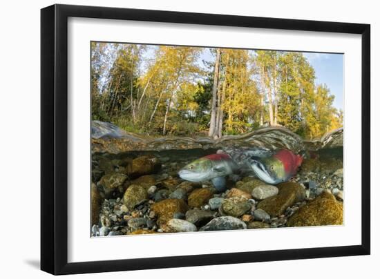 Red Salmon digging riverbed to lay eggs, Canada-Franco Banfi-Framed Photographic Print