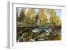 Red Salmon digging riverbed to lay eggs, Canada-Franco Banfi-Framed Photographic Print