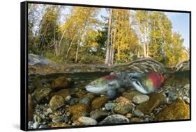 Red Salmon digging riverbed to lay eggs, Canada-Franco Banfi-Framed Stretched Canvas