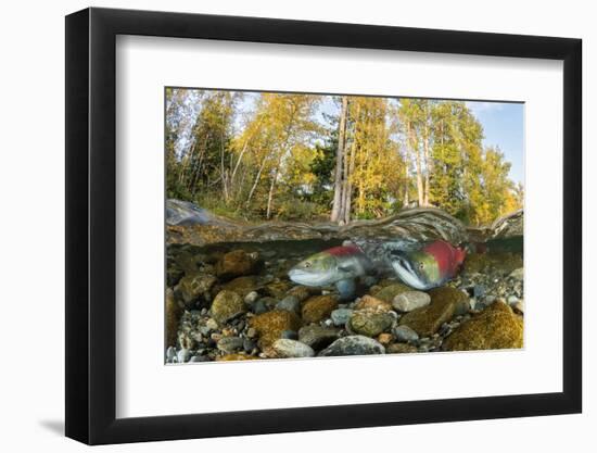 Red Salmon digging riverbed to lay eggs, Canada-Franco Banfi-Framed Photographic Print