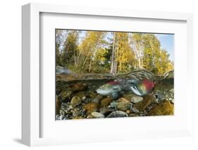 Red Salmon digging riverbed to lay eggs, Canada-Franco Banfi-Framed Photographic Print