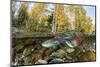 Red Salmon digging riverbed to lay eggs, Canada-Franco Banfi-Mounted Photographic Print
