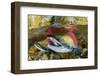 Red salmon swimming upstream, Canada-Franco Banfi-Framed Photographic Print