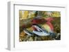 Red salmon swimming upstream, Canada-Franco Banfi-Framed Photographic Print