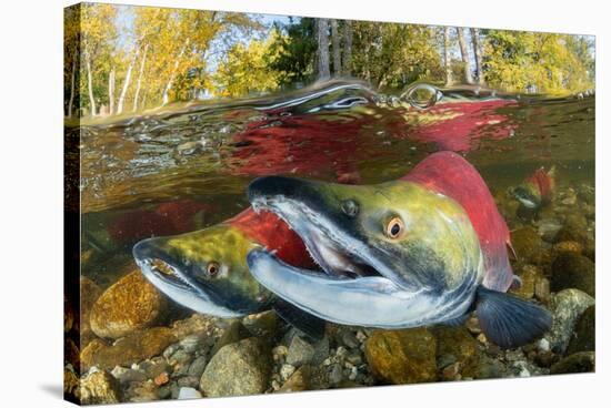 Red salmon swimming upstream, Canada-Franco Banfi-Stretched Canvas