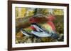 Red salmon swimming upstream, Canada-Franco Banfi-Framed Photographic Print