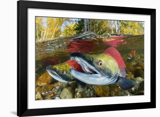 Red salmon swimming upstream, Canada-Franco Banfi-Framed Photographic Print