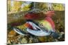 Red salmon swimming upstream, Canada-Franco Banfi-Mounted Photographic Print