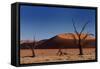 Red Sand Dunes and Dead Trees-Circumnavigation-Framed Stretched Canvas