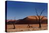 Red Sand Dunes and Dead Trees-Circumnavigation-Stretched Canvas