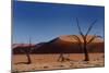Red Sand Dunes and Dead Trees-Circumnavigation-Mounted Photographic Print