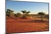 Red Sands and Bush at Sunset, Kalahari-halpand-Mounted Photographic Print