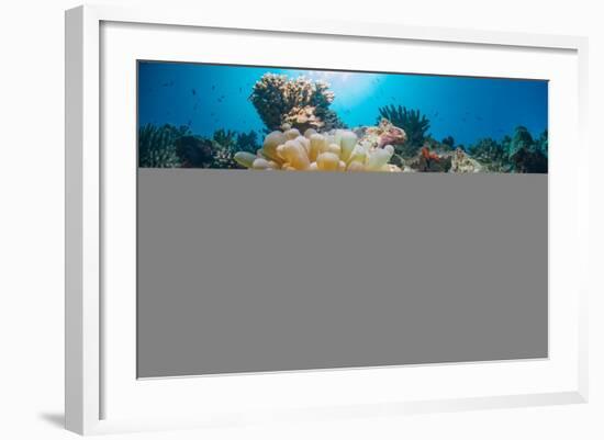 Red Sea Anemone Fish (Amphiprion Bicinctus) and Bubble Anemone (Entacmaea Quadricolor)-Mark Doherty-Framed Photographic Print