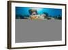 Red Sea Anemone Fish (Amphiprion Bicinctus) and Bubble Anemone (Entacmaea Quadricolor)-Mark Doherty-Framed Photographic Print