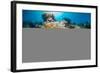 Red Sea Anemone Fish (Amphiprion Bicinctus) and Bubble Anemone (Entacmaea Quadricolor)-Mark Doherty-Framed Photographic Print