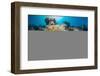 Red Sea Anemone Fish (Amphiprion Bicinctus) and Bubble Anemone (Entacmaea Quadricolor)-Mark Doherty-Framed Photographic Print