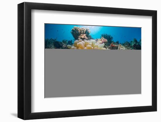 Red Sea Anemone Fish (Amphiprion Bicinctus) and Bubble Anemone (Entacmaea Quadricolor)-Mark Doherty-Framed Photographic Print