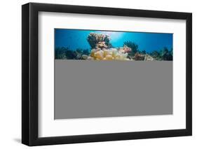 Red Sea Anemone Fish (Amphiprion Bicinctus) and Bubble Anemone (Entacmaea Quadricolor)-Mark Doherty-Framed Photographic Print