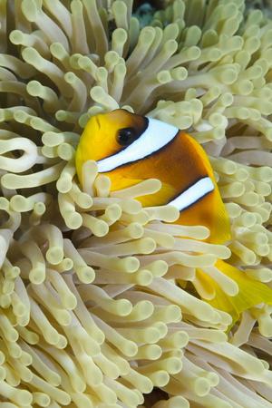 https://imgc.allpostersimages.com/img/posters/red-sea-anemone-fish-amphiprion-bicinctus-and-magnificent-anemone_u-L-PNOUZW0.jpg?artPerspective=n