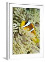 Red Sea Anemone Fish (Amphiprion Bicinctus) and Magnificent Anemone-Mark Doherty-Framed Photographic Print