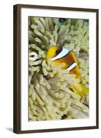 Red Sea Anemone Fish (Amphiprion Bicinctus) and Magnificent Anemone-Mark Doherty-Framed Photographic Print