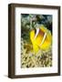 Red Sea Anemone Fish (Amphiprion Bicinctus) and Magnificent Anemone-Mark Doherty-Framed Photographic Print