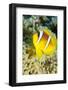 Red Sea Anemone Fish (Amphiprion Bicinctus) and Magnificent Anemone-Mark Doherty-Framed Photographic Print