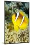 Red Sea Anemone Fish (Amphiprion Bicinctus) and Magnificent Anemone-Mark Doherty-Mounted Photographic Print