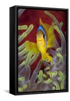 Red Sea Anemonefish (Amphiprion Bicinctus) In Front Of Magnificent Sea Anemone-Alex Mustard-Framed Stretched Canvas