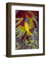 Red Sea Anemonefish (Amphiprion Bicinctus) In Front Of Magnificent Sea Anemone-Alex Mustard-Framed Photographic Print