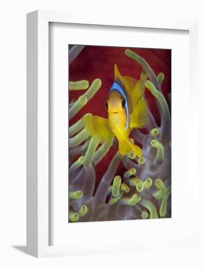 Red Sea Anemonefish (Amphiprion Bicinctus) In Front Of Magnificent Sea Anemone-Alex Mustard-Framed Photographic Print