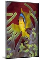 Red Sea Anemonefish (Amphiprion Bicinctus) In Front Of Magnificent Sea Anemone-Alex Mustard-Mounted Photographic Print