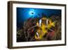 Red Sea anemonefish in Sea anemone, on a coral reef. Big Brother island, Red Sea-Jordi Chias-Framed Photographic Print